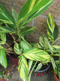 Variegated Ginger Rooted Cutting - Alpinia zerumbet - Tropical Houseplant with Striking Foliage