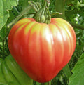 Heirloom Tomato Seeds - OXHEART Pink Sauce - Non-GMO, Indeterminate Variety, 50 Seeds, Perfect for Canning & Cooking, Solanum lycopersicum