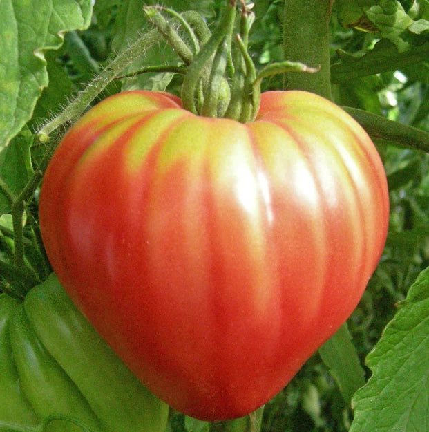 Heirloom Tomato Seeds - OXHEART Pink Sauce - Non-GMO, Indeterminate Variety, 50 Seeds, Perfect for Canning & Cooking, Solanum lycopersicum