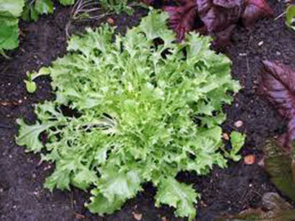 Heirloom Lettuce Seeds, Broadleaf Batavian Variety, 25+ Seeds, Organic Cichorium endivia for Salad Gardens