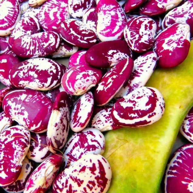 Christmas Lima Bean Seeds - Pole Variety, Red Speckled Large Pods, Phaseolus lunatus, Climbing Vine for 2025 Garden Planting
