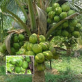 Dwarf Green Malayan Coconut Seeds – 5 Sprouted Cocos nucifera – Rare Costa Rica Tropical Plant for Garden or Patio