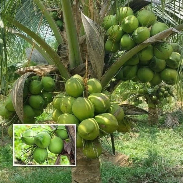 Dwarf Green Malayan Coconut Seeds – 5 Sprouted Cocos nucifera – Rare Costa Rica Tropical Plant for Garden or Patio