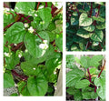 Red Stem Malabar Spinach Seeds - 50+ Pack, Basella Alba Rubra Ceylon, Edible Leafy Green, Heirloom Vegetable Garden Seeds