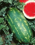 Stargazer Watermelon Seeds - Organic Non-GMO Heirloom Citrullus lanatus - 20 Pack for Backyard Gardening