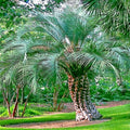 Jelly Pindo Palm Tree Seeds, Butia capitata, Cold Hardy Tropical Fruit, Garden Landscaping, Edible Jelly Fruit Seeds