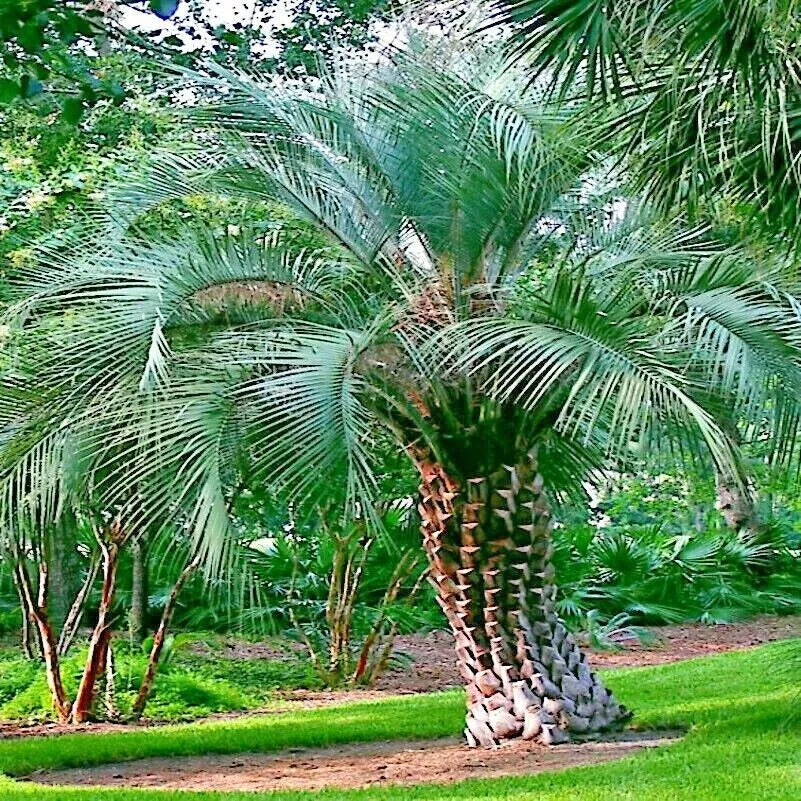 Jelly Pindo Palm Tree Seeds, Butia capitata, Cold Hardy Tropical Fruit, Garden Landscaping, Edible Jelly Fruit Seeds