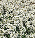 Alyssum Seeds - Carpet of Snow White Flowers, Annual Ground Cover, Lobularia maritima, Bees Attracting, 1500+ Seeds