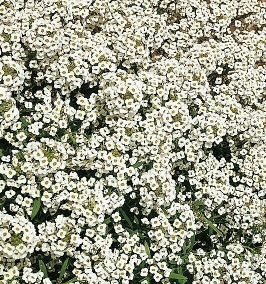 Alyssum Seeds - Carpet of Snow White Flowers, Annual Ground Cover, Lobularia maritima, Bees Attracting, 1500+ Seeds