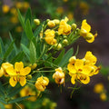 Senna Wild Cassia Seeds, Perennial Yellow Flowers, Native Plant, Senna obtusifolia, 50 Seeds