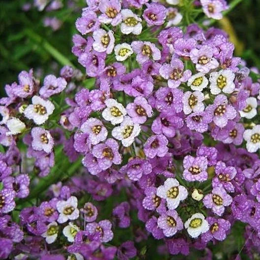 Sweet Alyssum Ground Cover Seeds - Dwarf Royal Carpet, Non-GMO, Lobularia maritima, 1000 Seeds, Low Maintenance Perennial