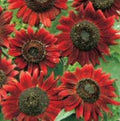 Velvet Queen Sunflower Seeds - Heirloom Helianthus annuus - 20 Fresh Seeds for Garden & Cut Flowers