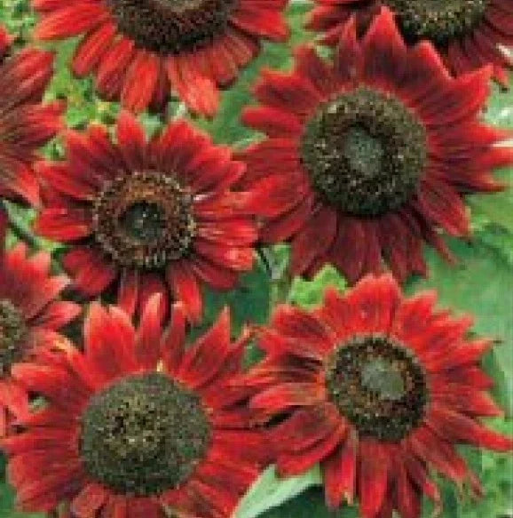 Velvet Queen Sunflower Seeds - Heirloom Helianthus annuus - 20 Fresh Seeds for Garden & Cut Flowers