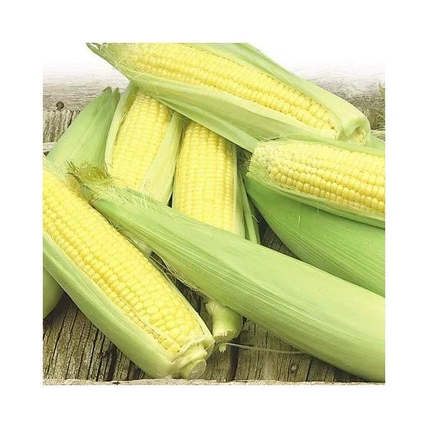 Sweet Corn Seeds - Golden Bantam, Super Sweet, Zea mays, Non-GMO, Open-Pollinated, Full Sun, Vegetable Seed Packet
