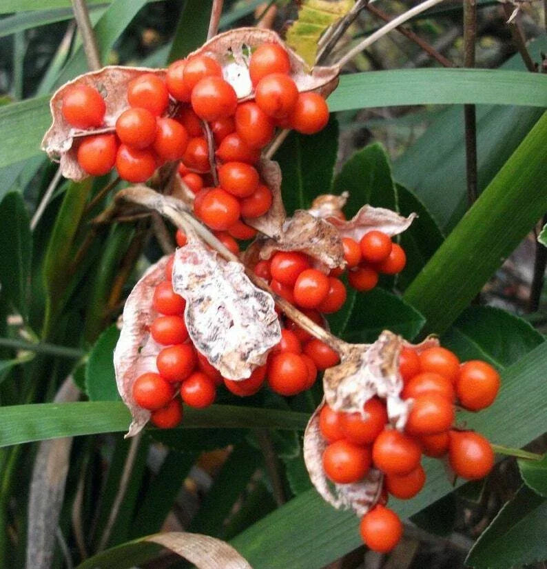 Iris foetidissima Citrina Bareroot Plant - Yellow Variegated Foliage, Hardy Perennial Garden Flower