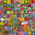 Wildflower Mix Bulk Seeds for Gardens and Pollinators – Non-GMO, Native Wildflower Seeds, Landscape’s Pack, 5000 Seeds