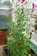 Sweet Pea Seeds Winter Sunshine Pack, Fragrant Climbing Flower, Lathyrus odoratus for Outdoors & Greenhouse
