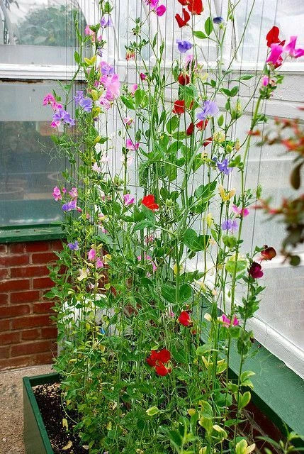 Sweet Pea Seeds Winter Sunshine Pack, Fragrant Climbing Flower, Lathyrus odoratus for Outdoors & Greenhouse