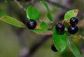 Sparkleberry Tree Seeds – 15+ Pre-Stratified Vaccinium arboreum Fruit Shrub for Landscaping & Wildlife