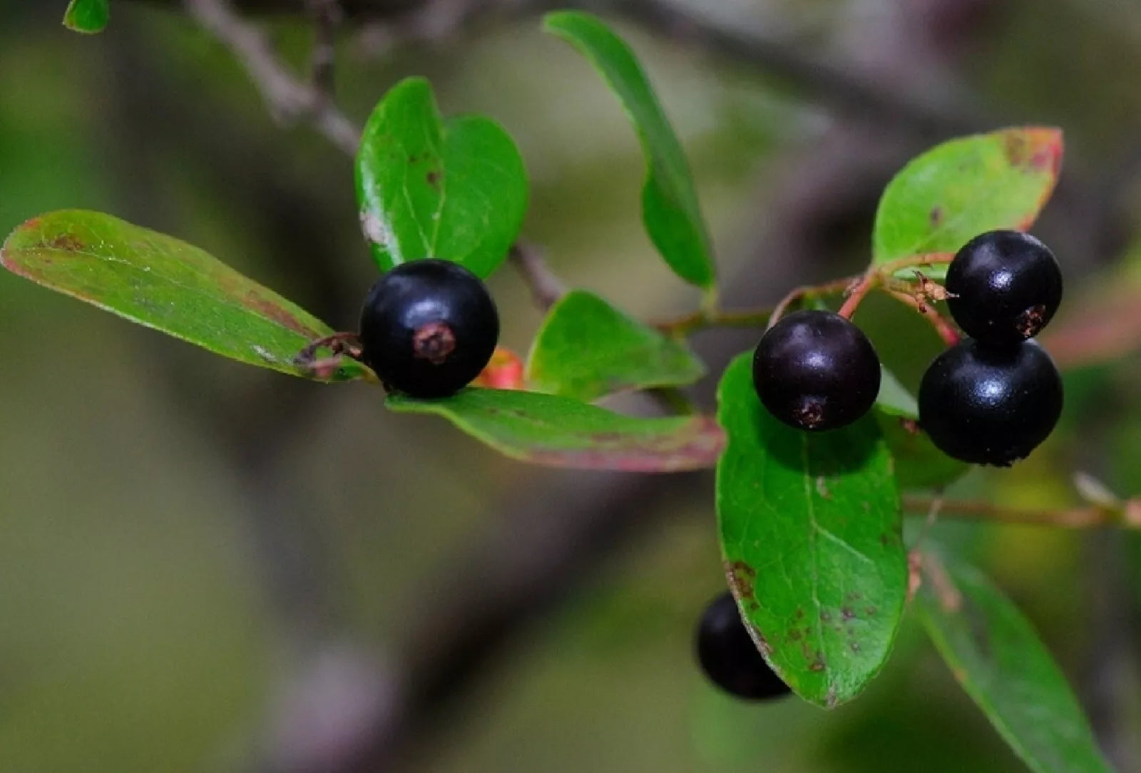 Sparkleberry Tree Seeds – 15+ Pre-Stratified Vaccinium arboreum Fruit Shrub for Landscaping & Wildlife