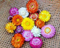 Dwarf Strawflower Seeds Mix | 401+ Helichrysum bracteatum for Garden & Containers | Vibrant Colors, Drought Tolerant