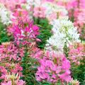 Firework Mix Spider Seeds - Clome Spinosa Perennial, Bee Friendly, 100 Pack, Pollinator Attracting, Easy to Grow