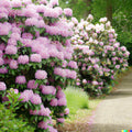 Azalea Seeds - 50+ Light Pink Rhododendron maximum Perennial Flower Bush for Garden Landscaping