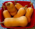 Butternut Squash Seeds Set of 50 - Cucurbita moschata Heirloom Vegetable Garden Seeds for Planting