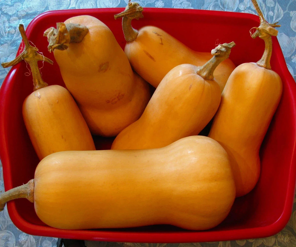 Butternut Squash Seeds Set of 50 - Cucurbita moschata Heirloom Vegetable Garden Seeds for Planting