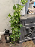 Golden Pothos Plant Rooted Cuttings 3-6 Inches, Epipremnum aureum, Indoor Outdoor Devil's Ivy, Low-Light Tolerant, Air Purifying