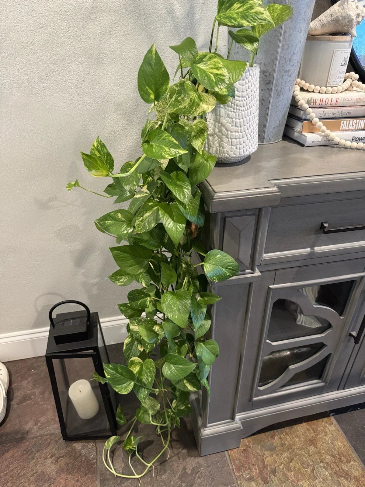 Golden Pothos Plant Rooted Cuttings 3-6 Inches, Epipremnum aureum, Indoor Outdoor Devil's Ivy, Low-Light Tolerant, Air Purifying
