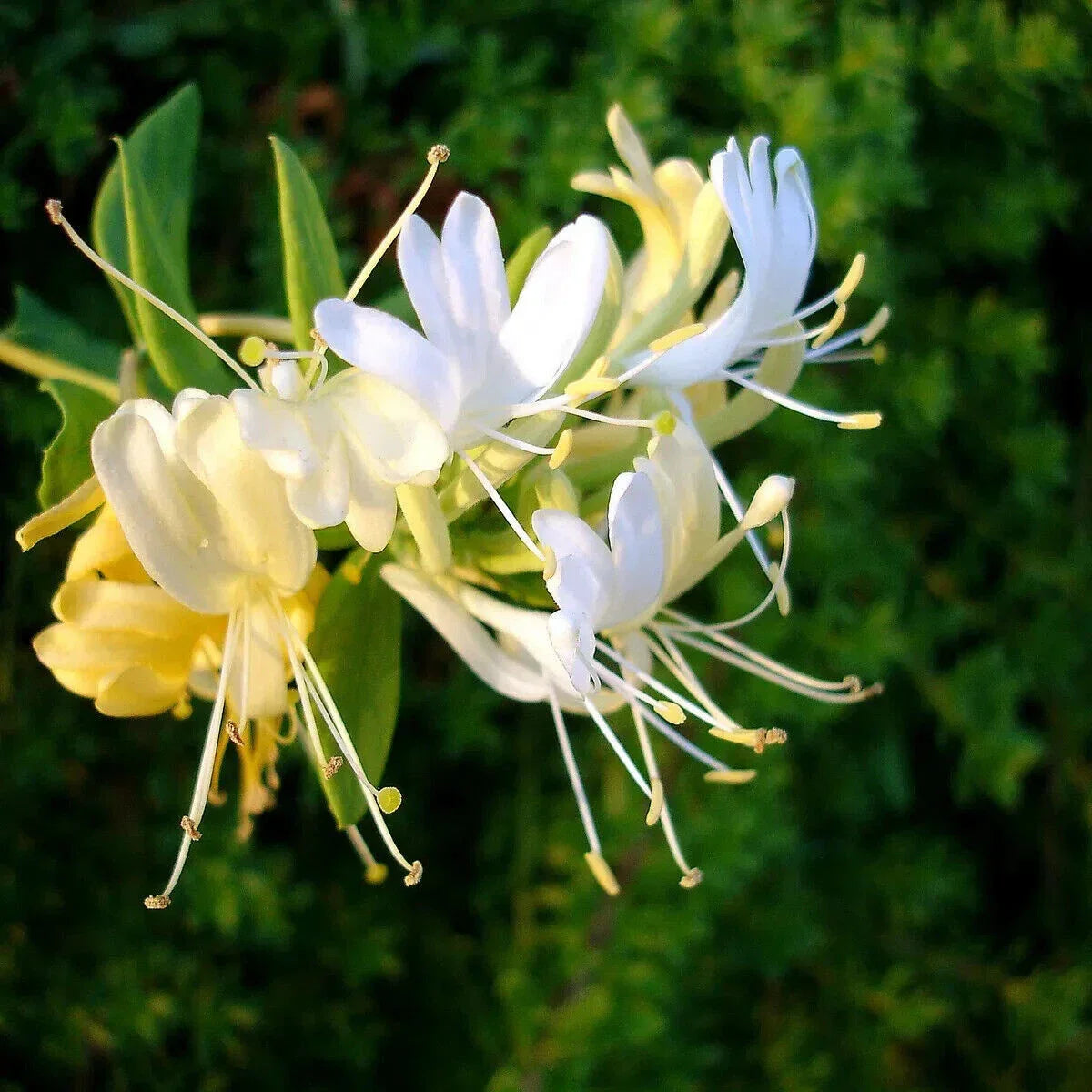 Japanese Honeysuckle Starter Plant, Lonicera japonica, Fragrant Climbing Vine, Well-Rooted, Fast-Growing, Garden Trellis Plant