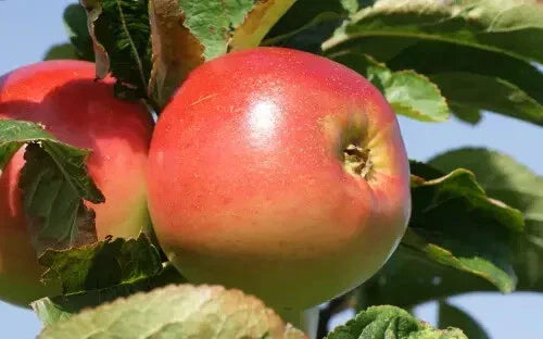 Winter Banana Apple Seeds - 25+ Pack for Garden Planting, Malus domestica, Sweet Banana-Flavored Fruit, USA Grown