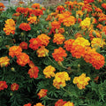 Brocade Marigold Seeds Pack of 25+ | Tagetes erecta Annual Garden Flower for Beds & Containers