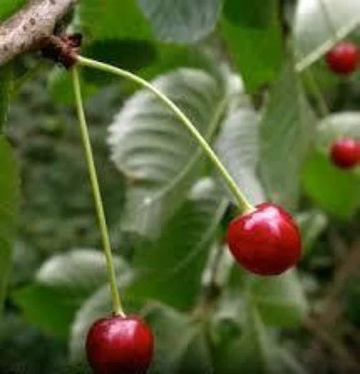 Black Cherry Tree Seeds - Organic Prunus serotina, Sweet Fruit, 10 Seeds for Growing Fruit Trees
