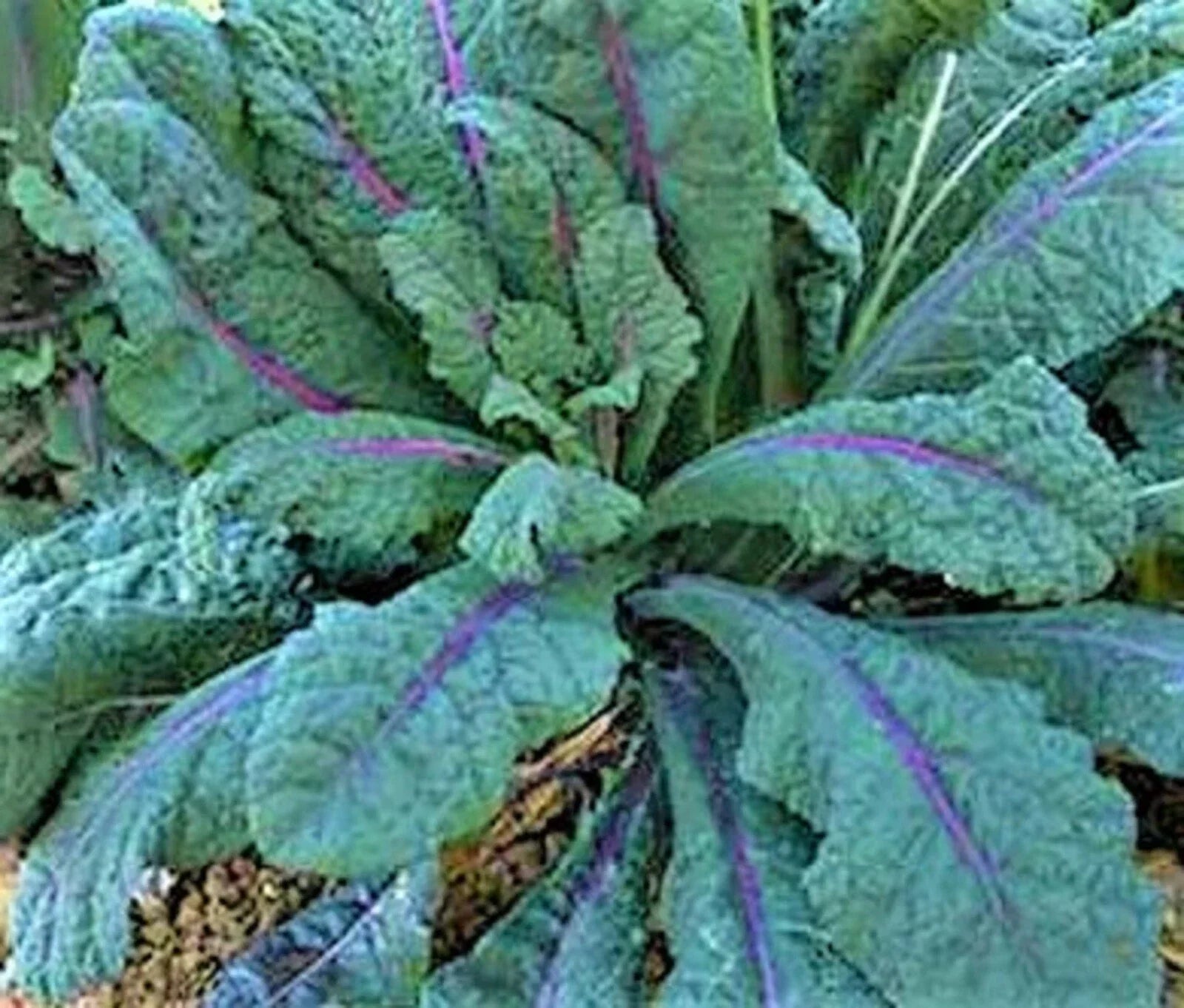 Dazzling Blue Kale Seeds - Non-GMO Brassica oleracea var. sabellica - Heirloom Vegetable Seeds, 100+ Seeds
