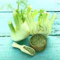 Florence Fennel Bare Root Plants Set of 2 | Foeniculum vulgare Live Starter | Aromatic Green Foliage, Full Sun