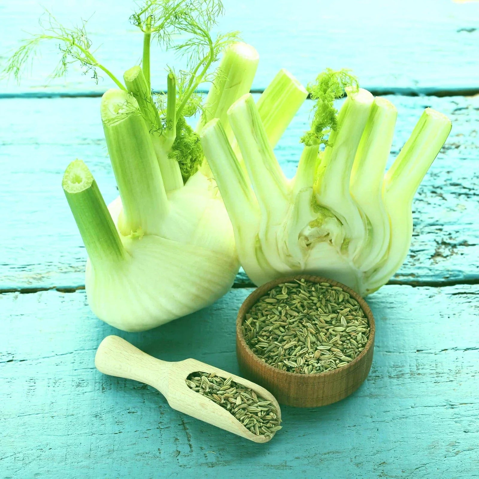 Florence Fennel Bare Root Plants Set of 2 | Foeniculum vulgare Live Starter | Aromatic Green Foliage, Full Sun