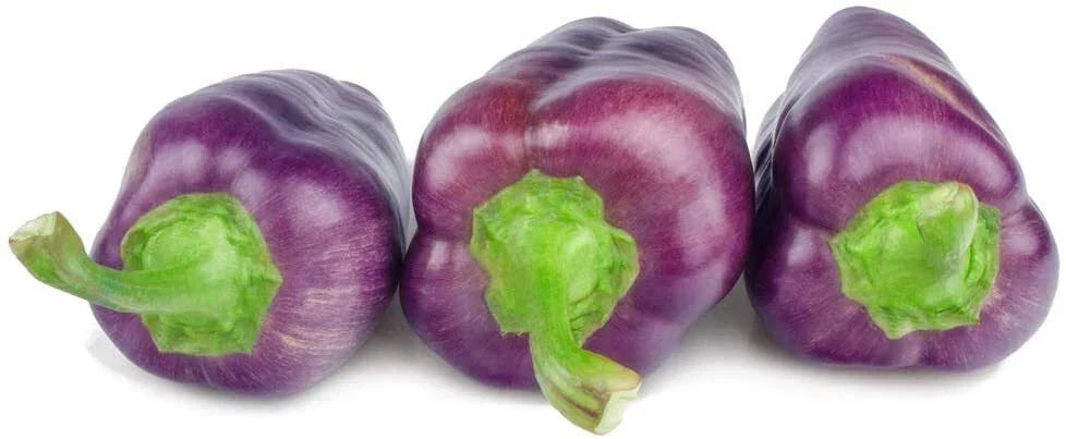 Purple Pepper Seeds - 100+ Capsicum annuum for Cooking, Seasoning & Garden | Edible, Vibrant, Compact Plant