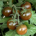 Brown Berry Tomato Seeds - Organic Heirloom Solanum lycopersicum, Small Sweet Juicy Bites, 10+ Pack