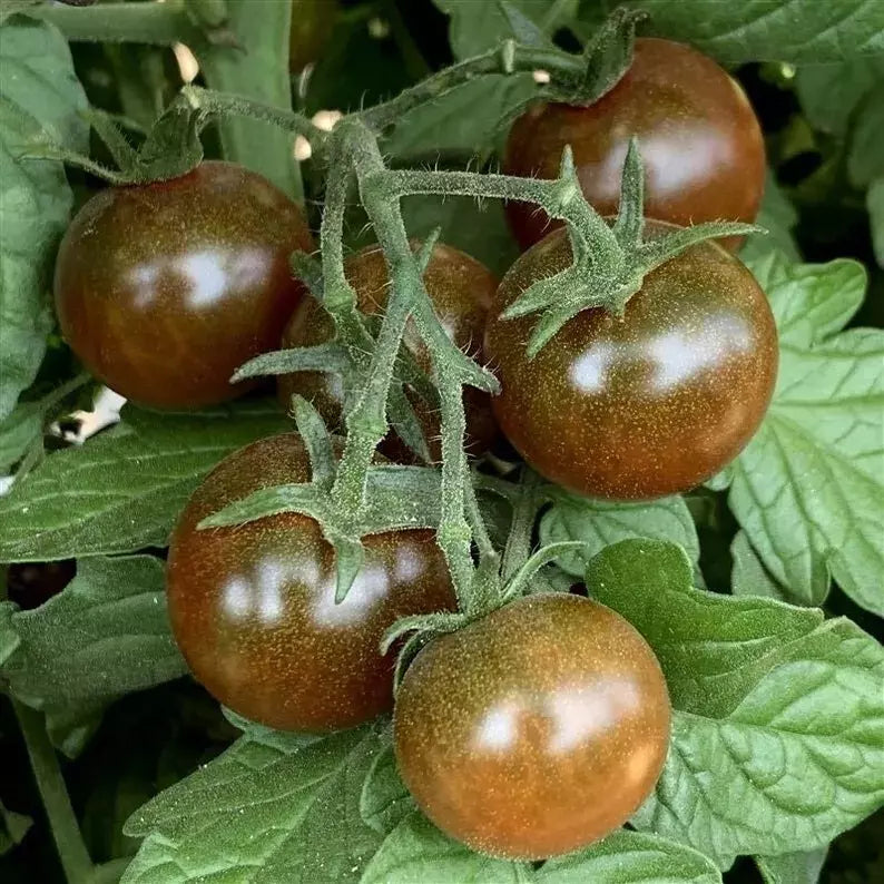 Brown Berry Tomato Seeds - Organic Heirloom Solanum lycopersicum, Small Sweet Juicy Bites, 10+ Pack