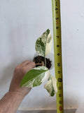 Rooted Variegated Monstera Albo Borsigiana Plant - Rare Houseplant in 6-Inch Pot, Indoor Air-Purifying, Easy Care, Monstera Deliciosa