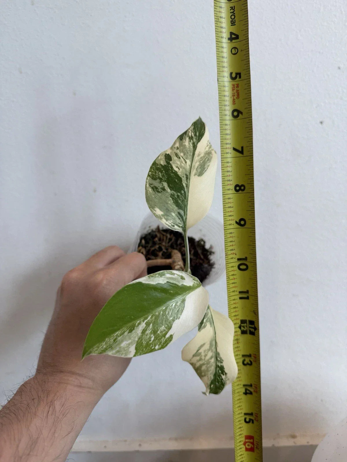 Rooted Variegated Monstera Albo Borsigiana Plant - Rare Houseplant in 6-Inch Pot, Indoor Air-Purifying, Easy Care, Monstera Deliciosa