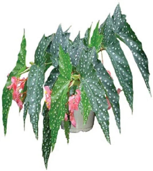 Angelwing Begonia Starter Plant - My Special Angel Variety - Rooted in Pot