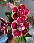 Desert Rose Seedling Plant - Small 4-6 Inches - Adenium Obesum Drought-Tolerant Succulent for Indoor Garden