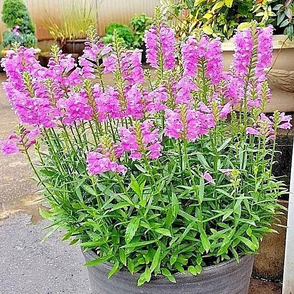 Obedient Plant Flower Seeds – Pink, Native Wildflower, Deer Resistant, Easy to Grow, Physostegia virginiana, Seed Packet