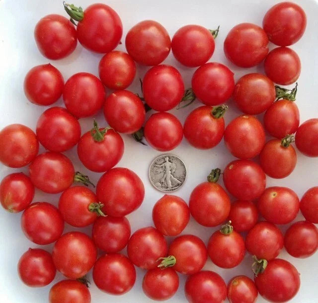 Riesentraube Cherry Seeds - 25 Prunus avium Organic Seeds for Growing Sweet, Juicy German Cherry Fruit
