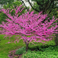 Live Eastern Redbud Tree, 4-inch Well-Rooted Plant, Cercis canadensis, Pink Flowers, Small Garden Tree