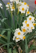 Narcissus Daffodil Bulbs Set of 4 White Yellow Spring Flowering Narcissus spp.