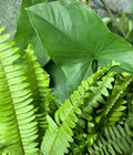 Rooted Plant Cuttings - 20 Ferns & Arrowheads - Indoor & Outdoor Gardening - Healthy, Ready to Plant
